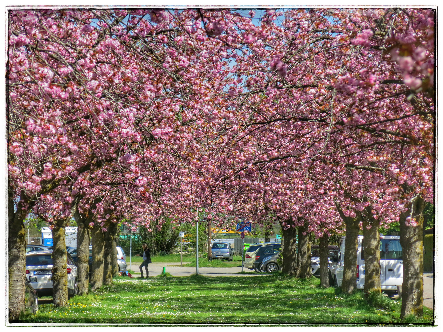 kirschblütenallee