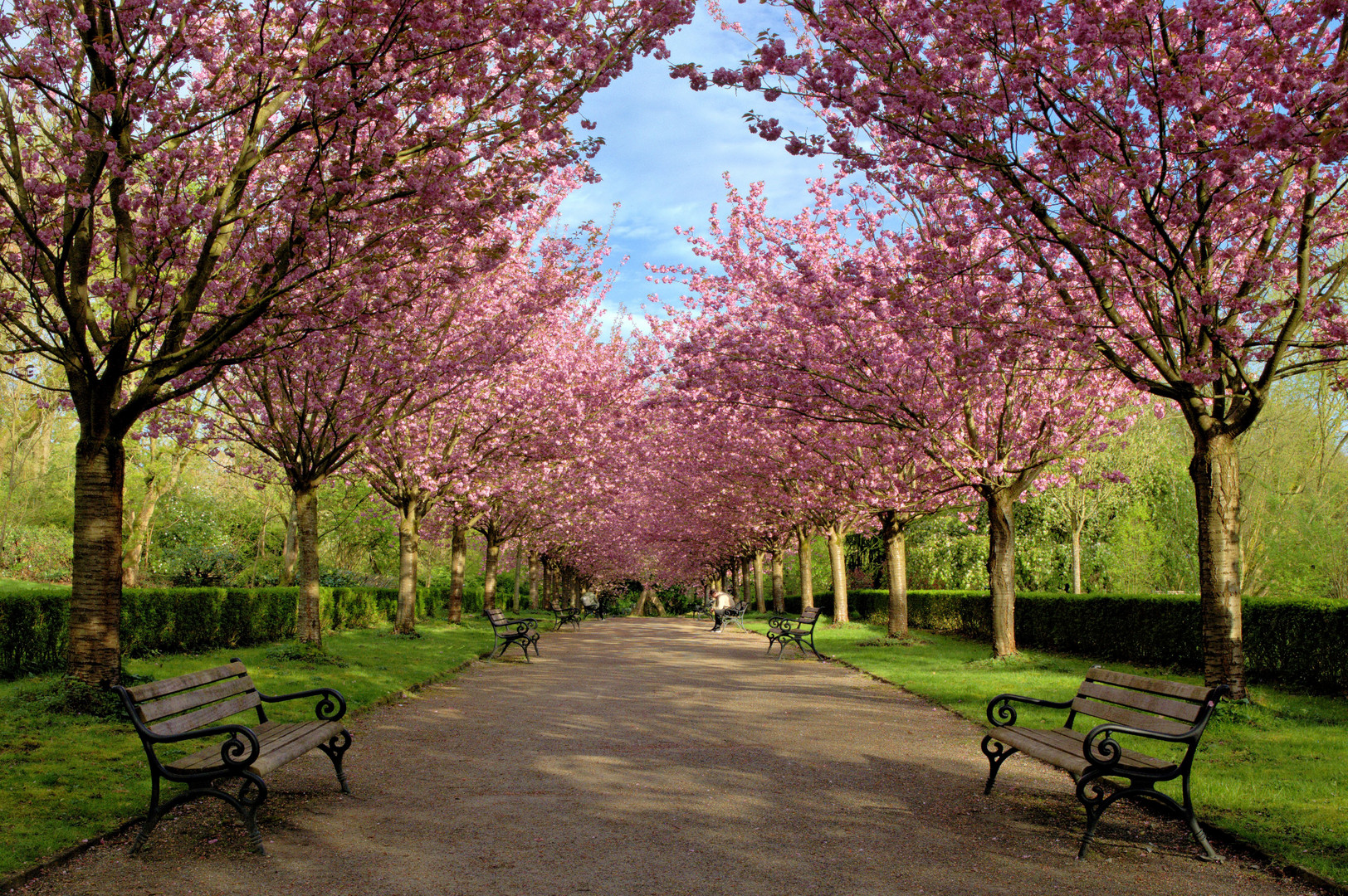 Kirschblütenallee im Rombergpark Dortmund