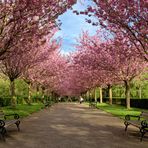 Kirschblütenallee im Rombergpark Dortmund