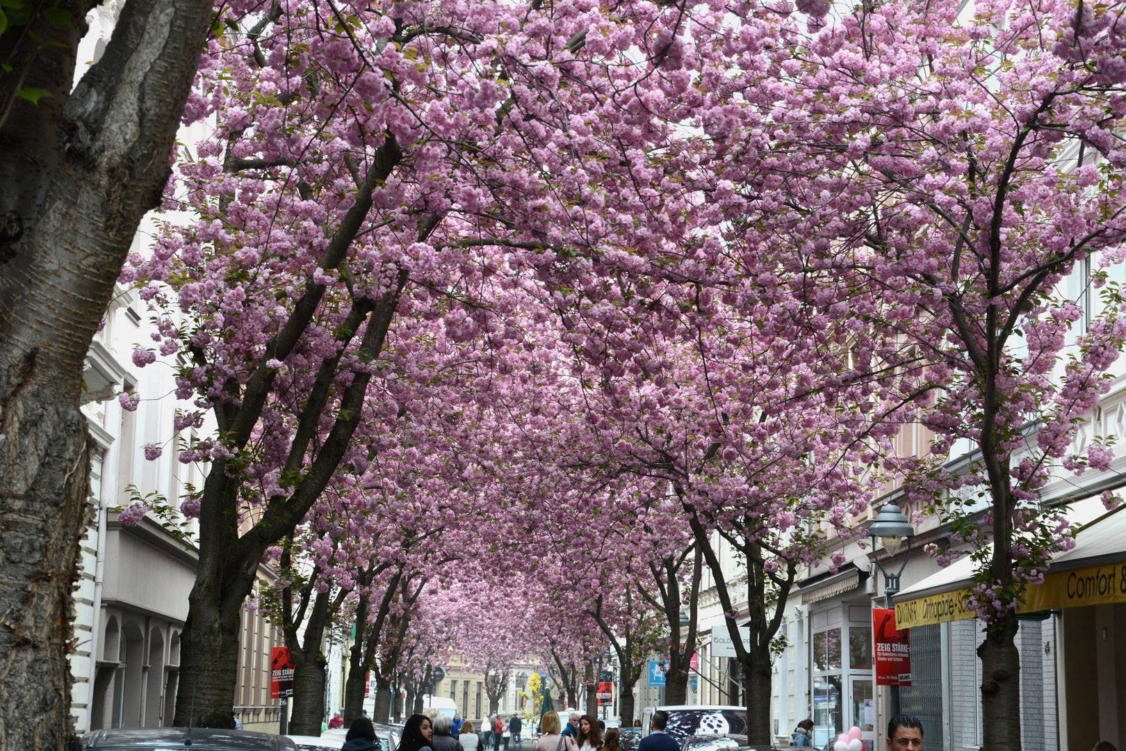 Kirschblütenallee in der Bonner Altstadt