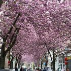 Kirschblütenallee in der Bonner Altstadt