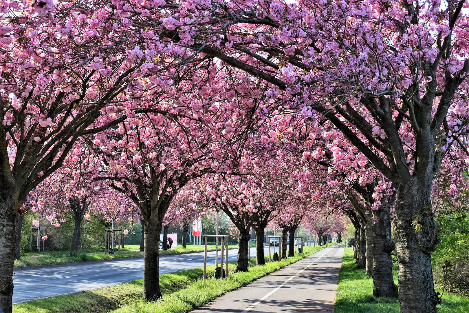 Kirschblütenallee in Magdeburg