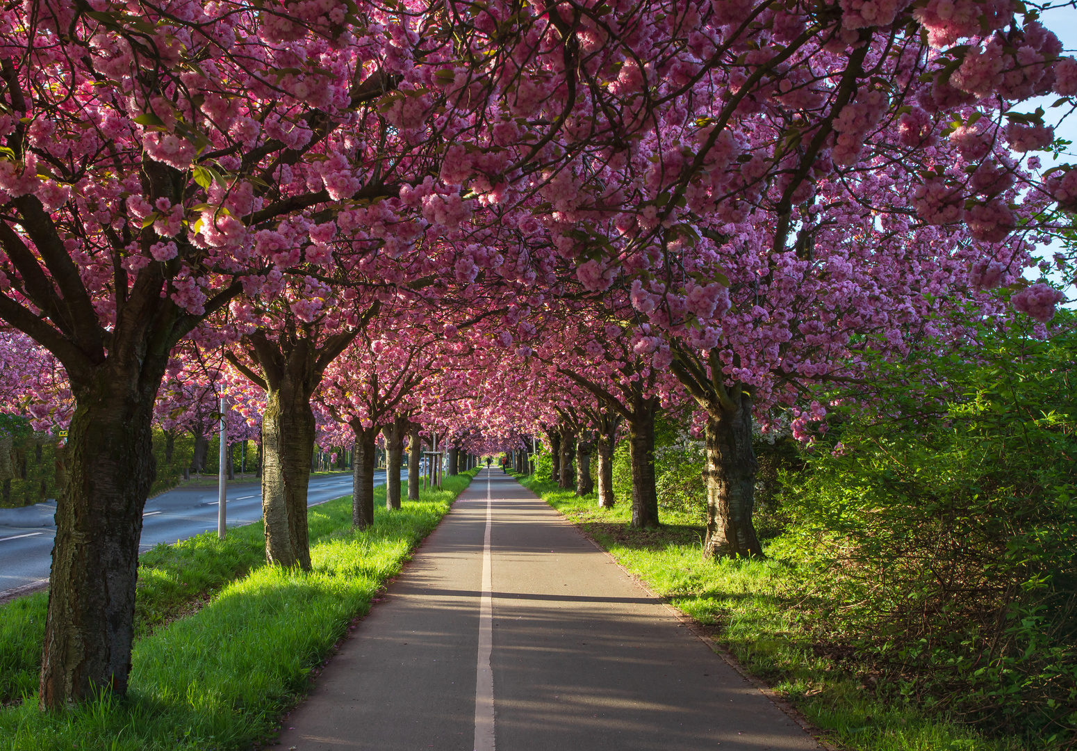 Kirschblütenallee in Magdeburg