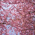 Kirschblütenbaldachin
