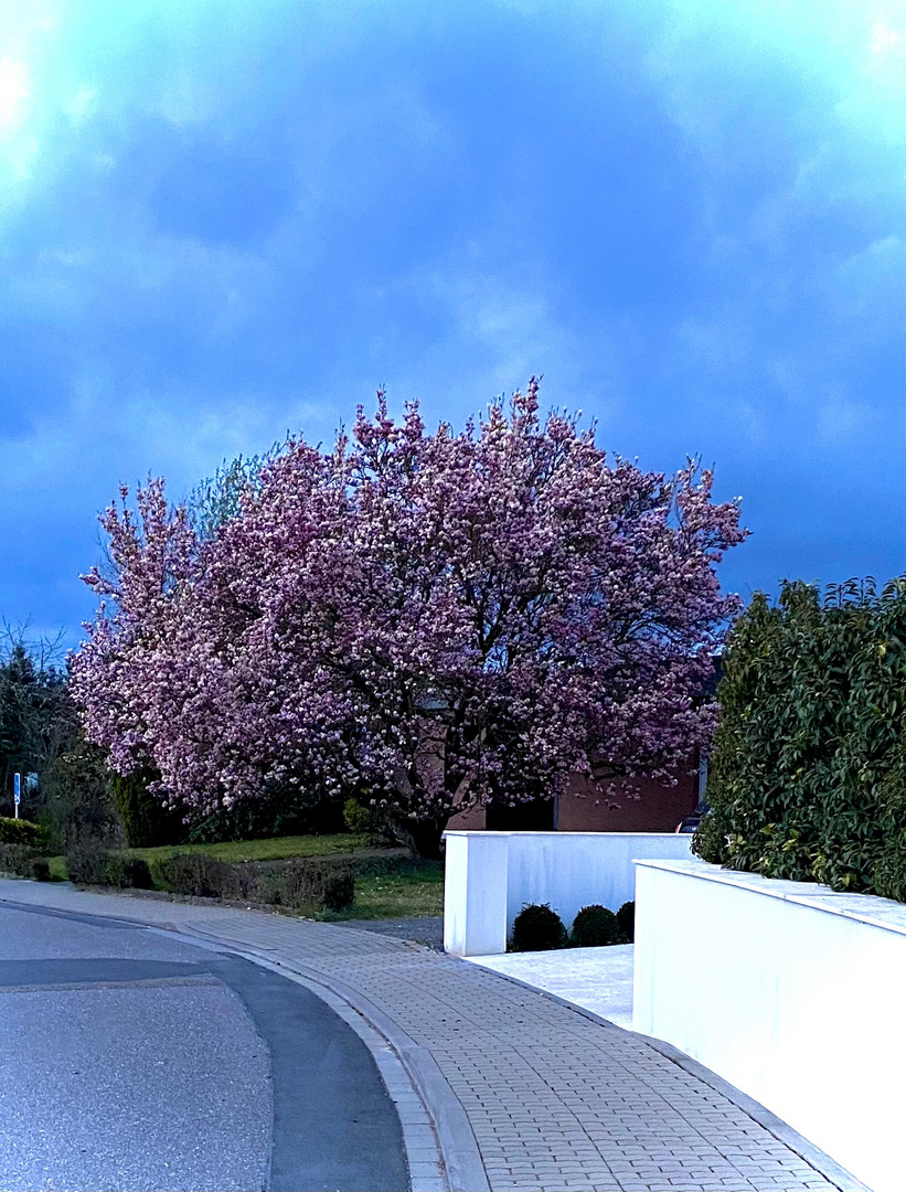 Kirschblütenbaum