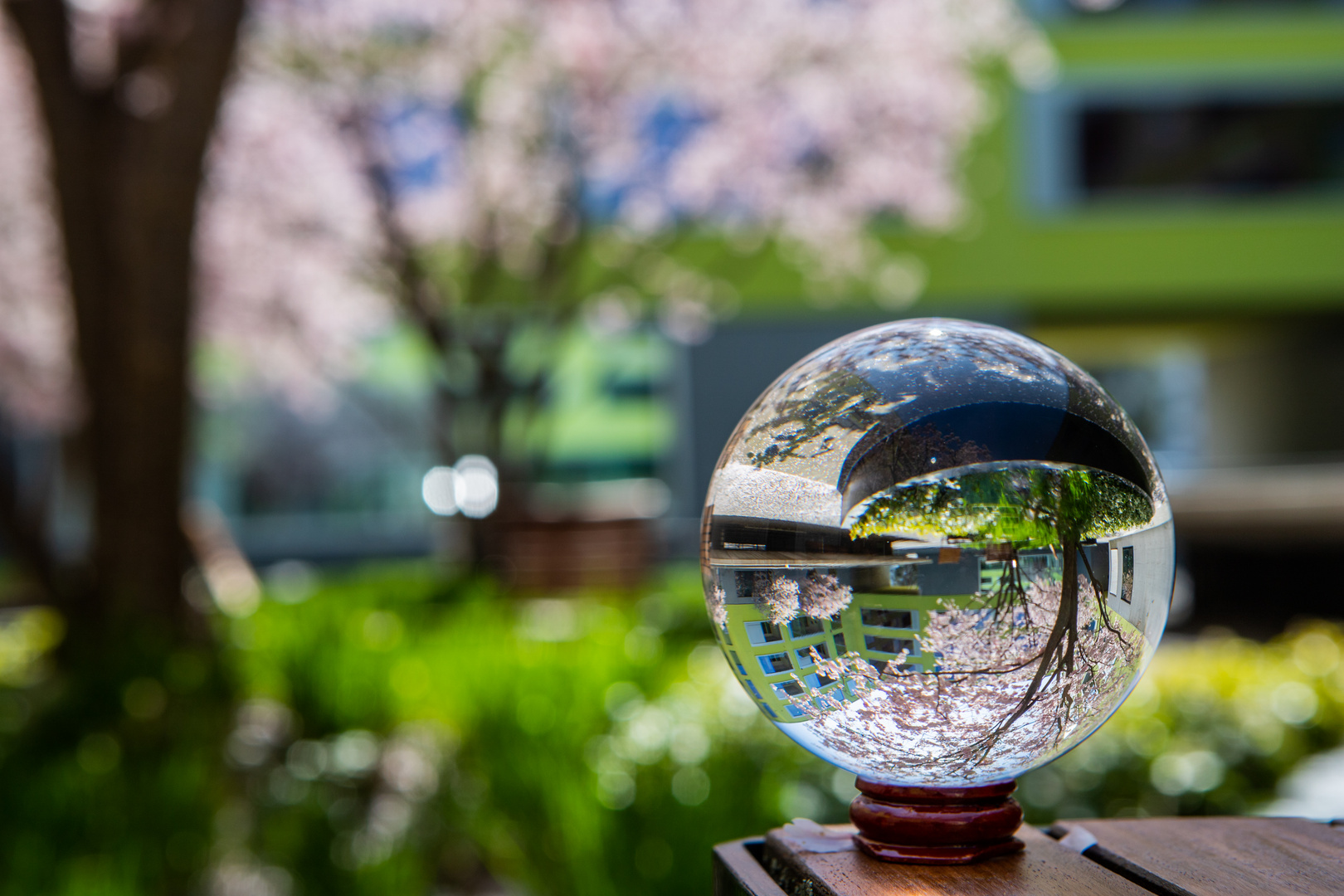 Kirschblütenbaum durch einen Lensball