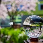 Kirschblütenbaum durch einen Lensball