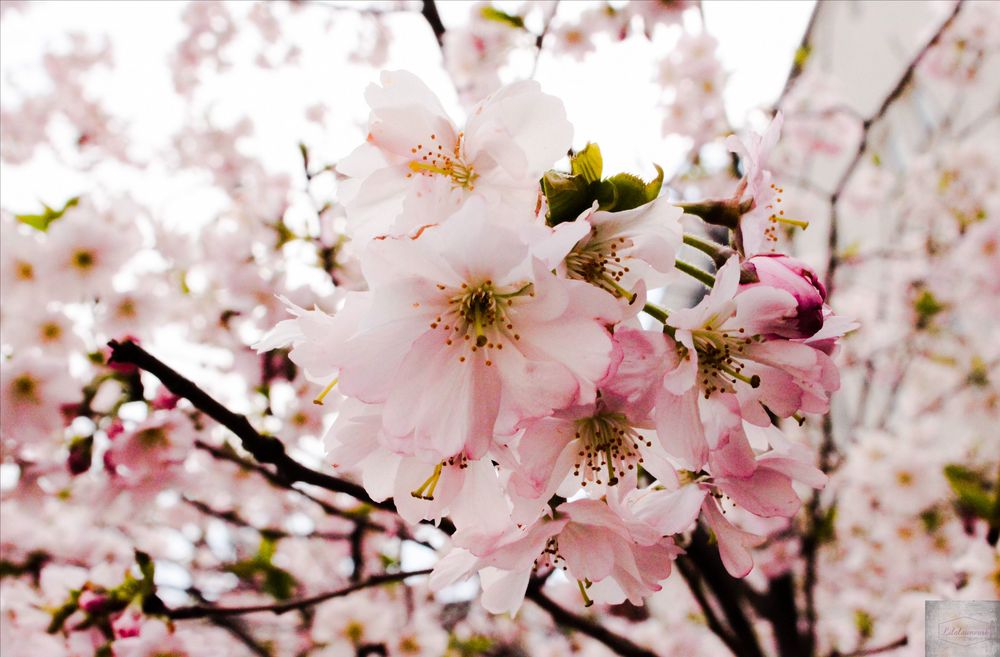 Kirschblütenbaum Foto & Bild jahreszeiten, frühling, natur ; Bilder