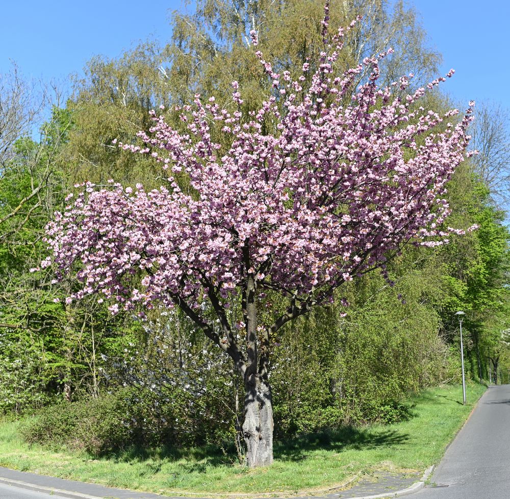 Kirschblütenbaum_JJ_Bo_Gru_7 Foto & Bild motive Bilder auf
