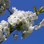 Kirschblütenblau