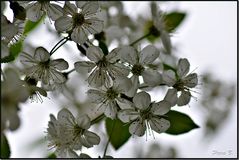 Kirschblüten...fast verblüht