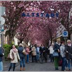 Kirschblütenfest #0105