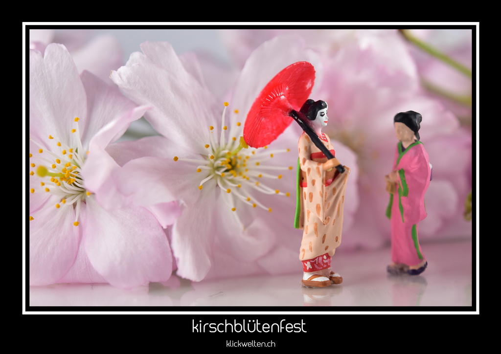 kirschblütenfest