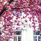 Kirschblütenfest Bonn