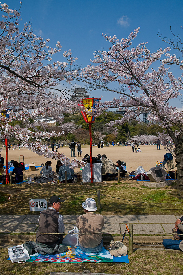 Kirschblütenfest - Hanami