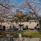 Kirschblütenfest - Hanami