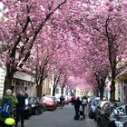 Kirschblütenfest in der Bonner Altstadt