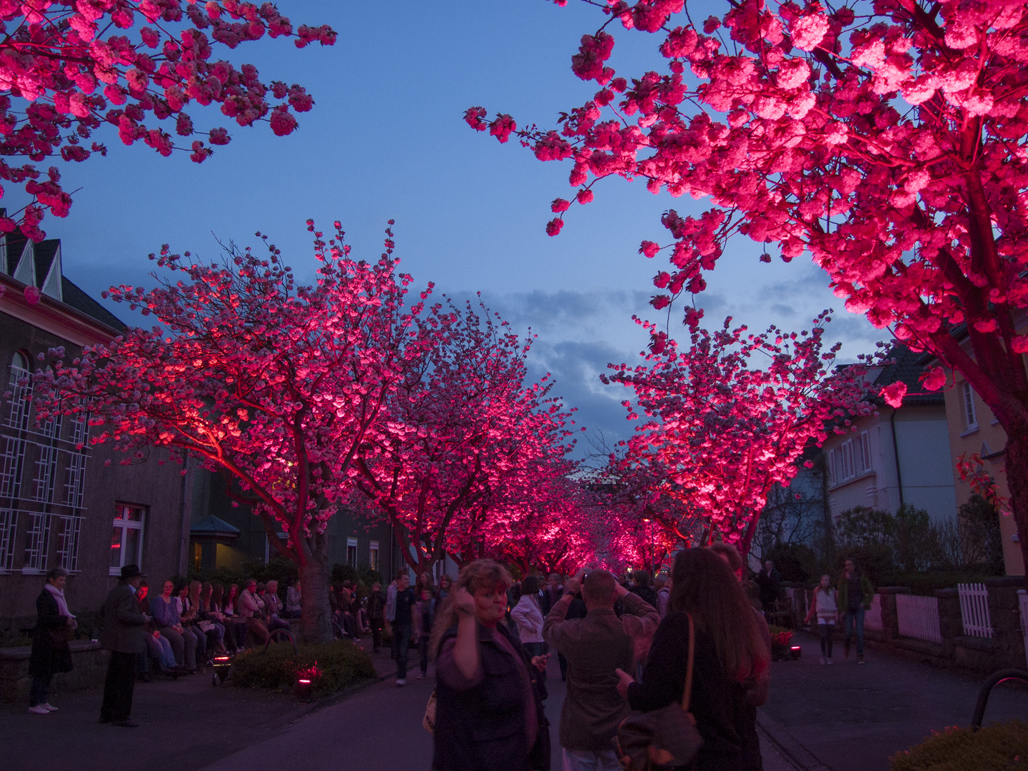 Kirschblütenfest Schwerte