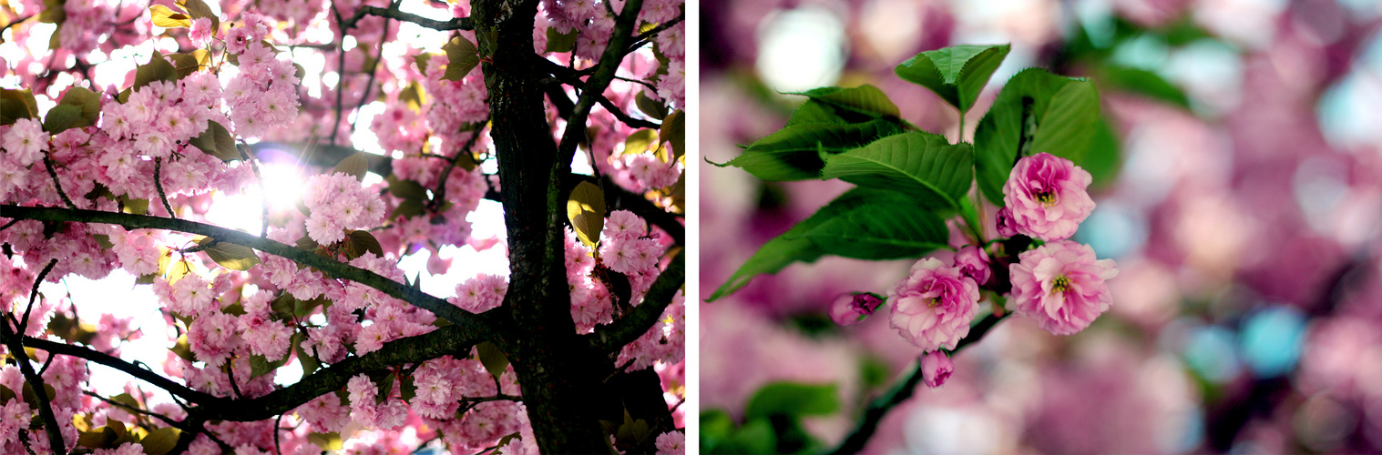 kirschblütenfrühling