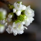 Kirschblütenfrühling in der Vase