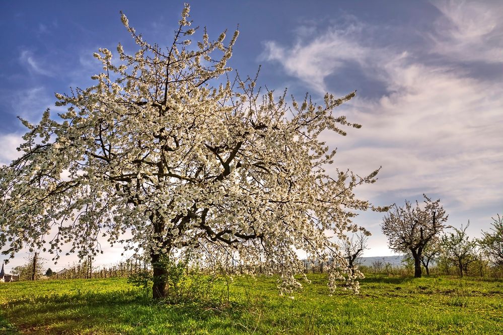 Kirschblütenfrühlingsimpressionen