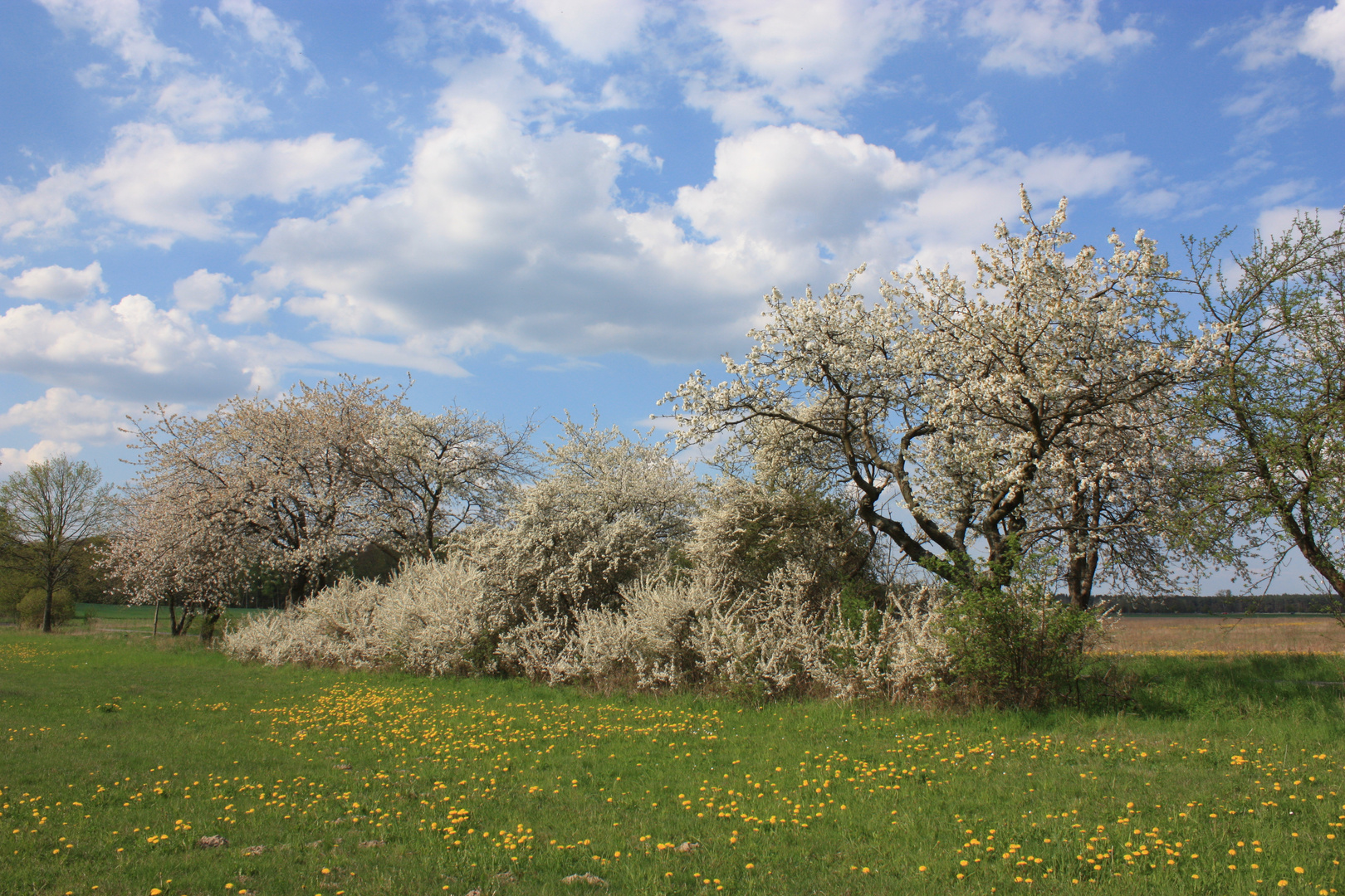 Kirschblütenglück