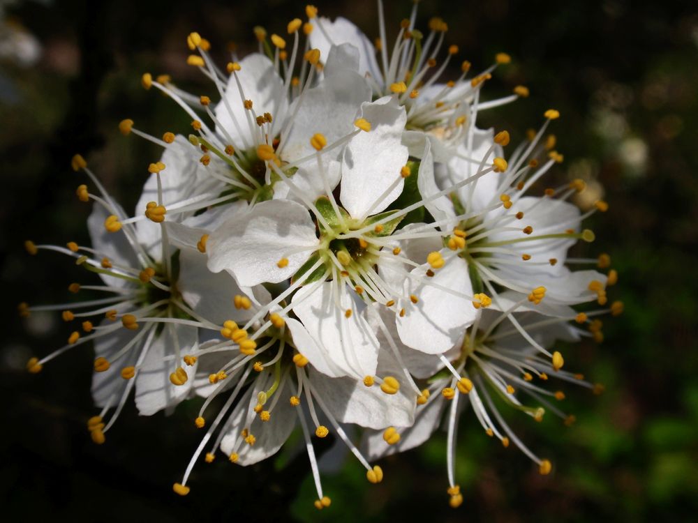 Kirschblütenkugel - Lockende Blüten warten auf ihre Bestäubung