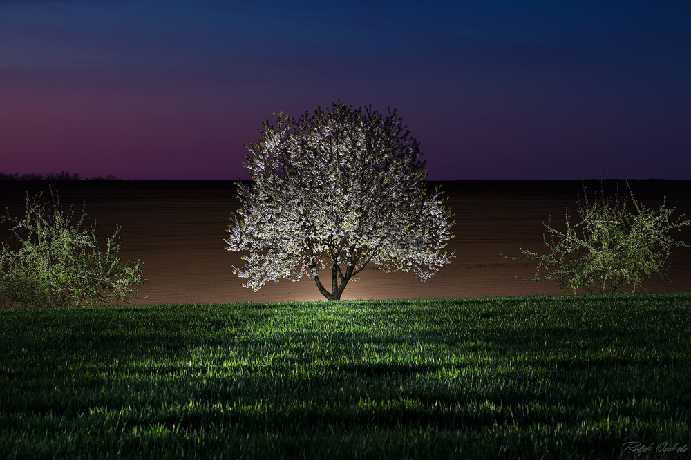 Kirschblütenleuchten - lightpainting