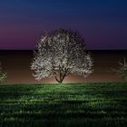 Kirschblütenleuchten - lightpainting