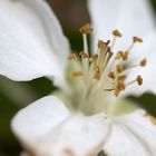 Kirschblütenmakro mit geringer Schärfentiefe