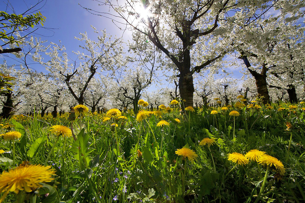 Kirschblütenpracht in Blumenwiese