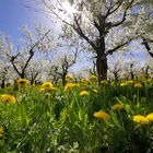 Kirschblütenpracht in Blumenwiese