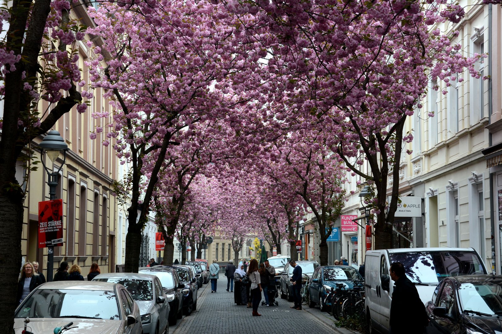 Kirschblütenpracht in der Altstadt