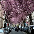 Kirschblütenpracht in der Altstadt