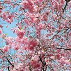 »Kirschblütenrausch«