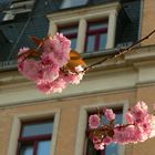 Kirschblütenrausch in Dresden-Friedrichstadt