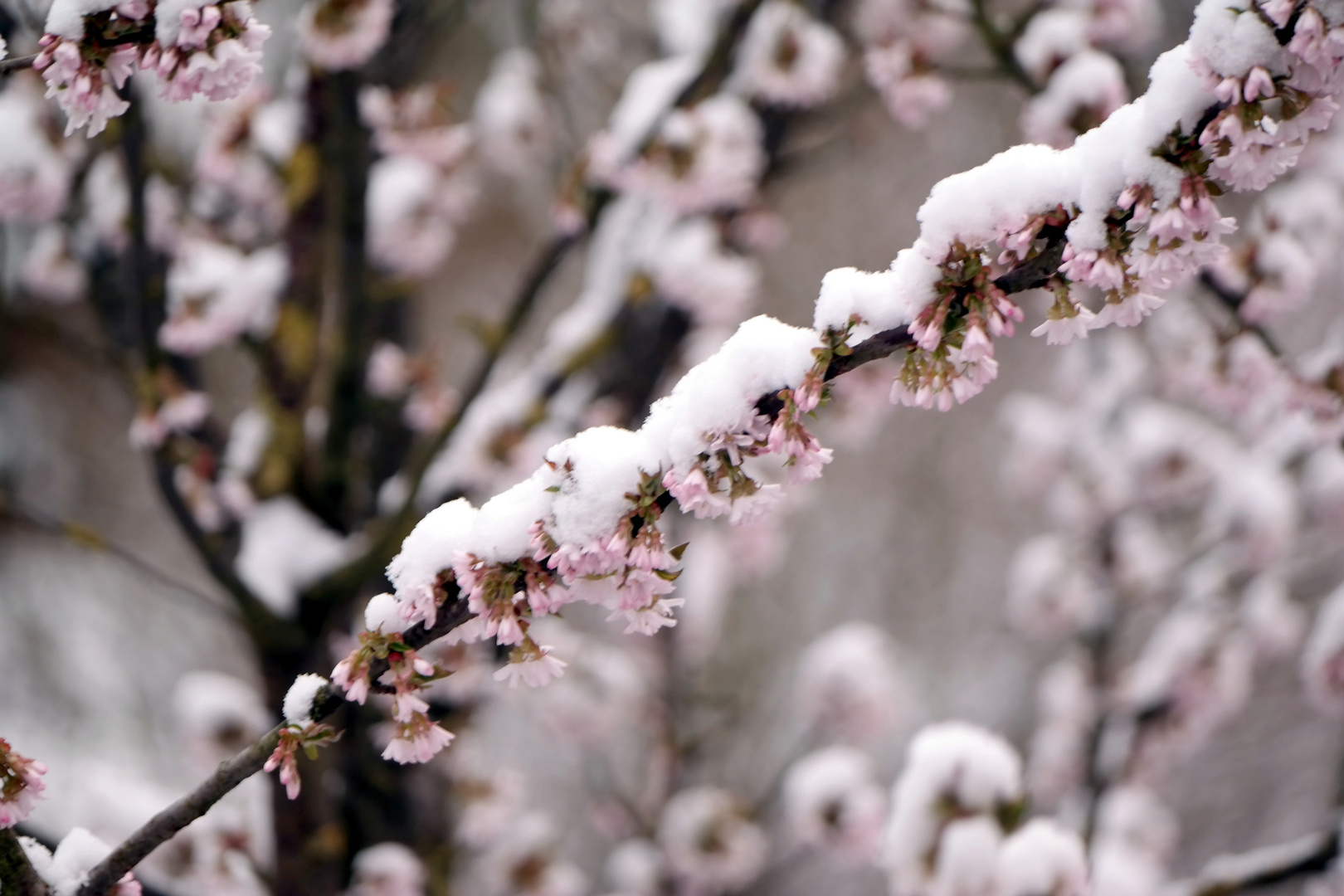 Kirschblütenschnee