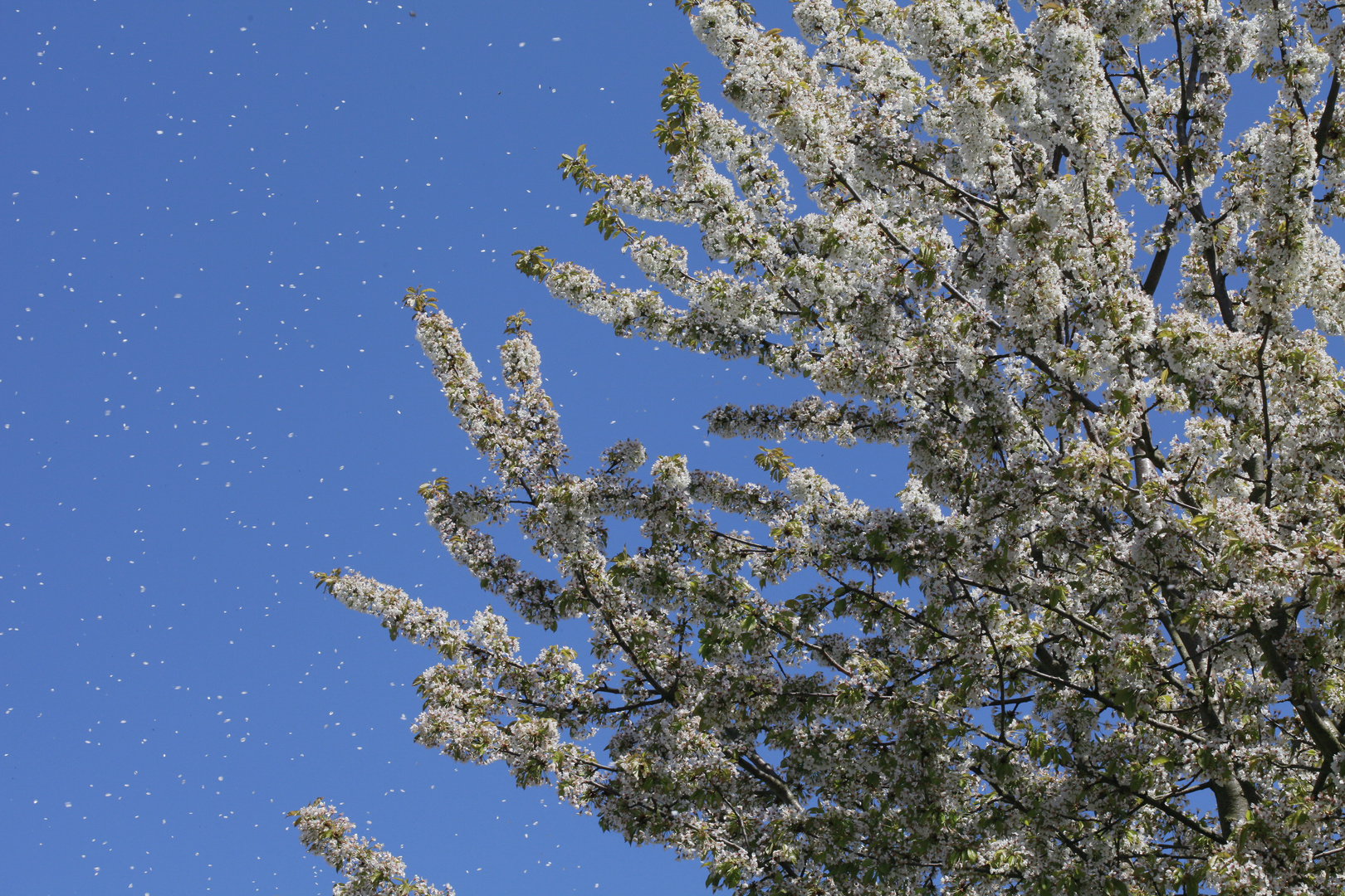 Kirschblütenschnee