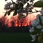 Kirschblütensonnenuntergang