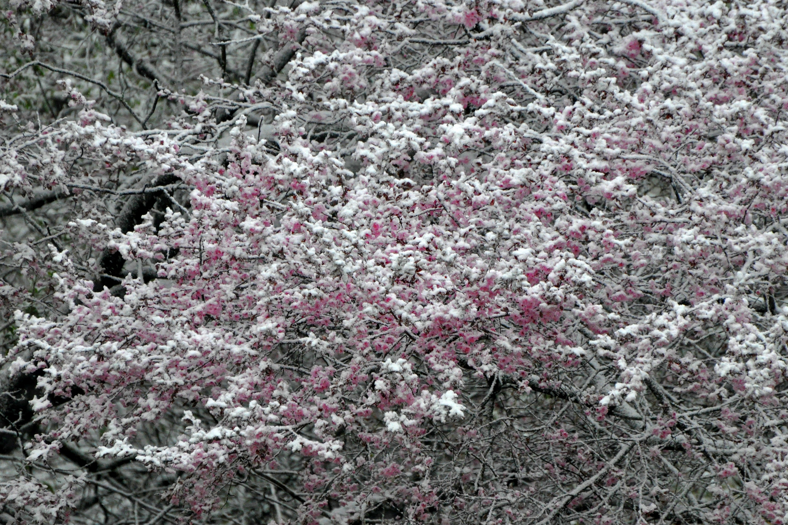 Kirschblütensorbet