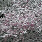 Kirschblütensorbet