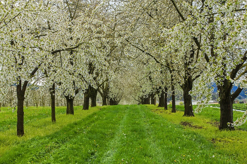 Kirschblütenträume