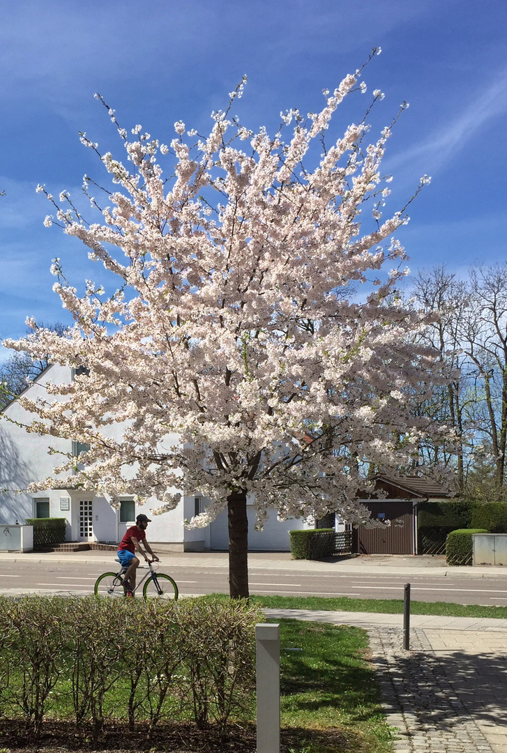 Kirschblütentraum im Frühling