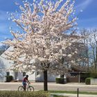 Kirschblütentraum im Frühling