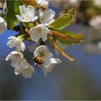 Kirschblütentraum mit Bienchen