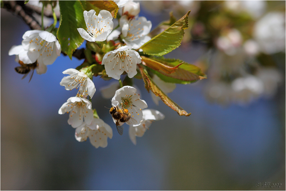 Kirschblütentraum mit Bienchen