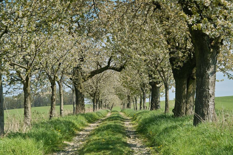 kirschblütenweg...