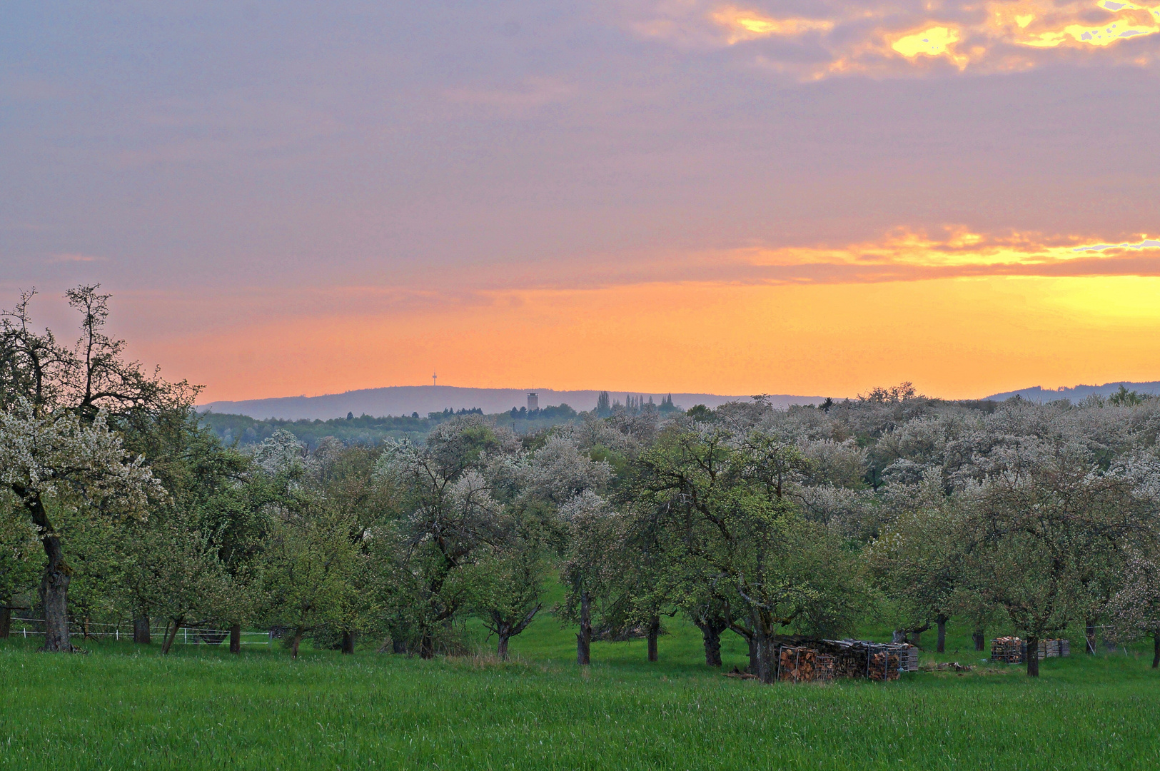 Kirschblütenzauber im Sonnenuntergang