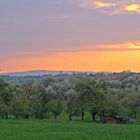 Kirschblütenzauber im Sonnenuntergang