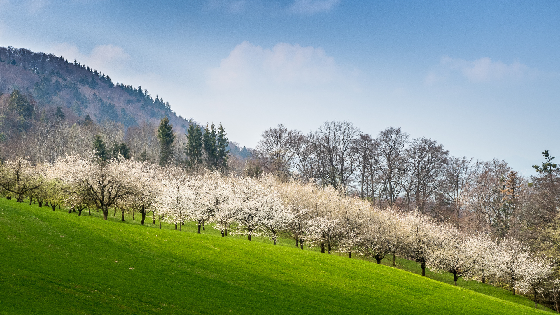 Kirschblütenzeit